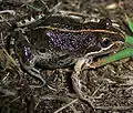 Limnodynastes tasmaniensis