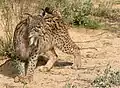 Pardelluchs