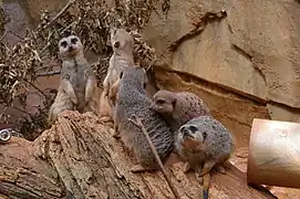 Erdmännchen