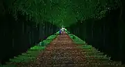 Geschlossene Allee im Spätsommer