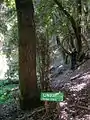 Persea lingue im Parque Coyanmahuida