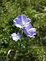 Der seltene Zottel-Lein (Linum hirsutum) braucht offene Lössböden zum Keimen und gilt als stark gefährdet.