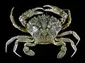 Liocarcinus vernalis, eine Echte Krabbe