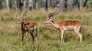Schwarzfersenantilopen (Aepyceros melampus)
