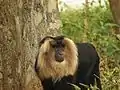 Bartaffe (Macaca silenus)