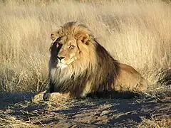 Männlicher Löwe in Okonjima, Namibia