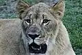 Löwin (Panthera leo)