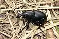 Seltener Rüsselkäfer Liparus dirus (2019)