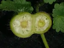 Geöffnete Galle der Gundermann-Gallwespe (Liposthenes glechomae)