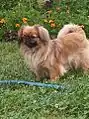 Ein Pekingese 2013