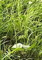 Großes Zweiblatt(Listera ovata)