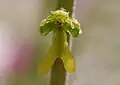 Einzelblüte