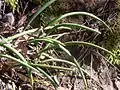 Dendrobium striolatum