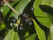 Litsea cubeba (ähnliches Bild) (Ersatz für Kubeben-Pfeffer) (auch Wurzeln, Blätter, Blüten) (auch Litsea pipericarpa)