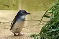 Zwergpinguin