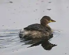 Zwergtaucher (Little grebe)