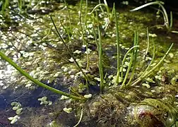 An der Neyetalsperre zu finden - die Rarität Strandling  benötigt nährstoffarme Ufer