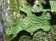 Echte Lungenflechte (Lobaria pulmonaria)