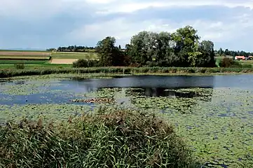 Lobsigensee – Sicht von Aussichtsplattform über See gegen Norden