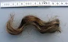 Eine zehn Zentimeter lange mittebraune gelockte Haarsträhne neben einem Zollstock liegend