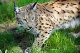 Fotos einer im Gras stehenden Raubkatze