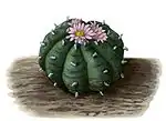 Lophophora williamsii