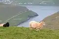 Lopransfjørður