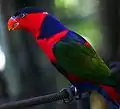 Lorius lory im Bali Bird Park