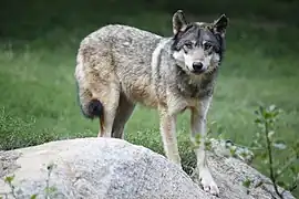Wolf