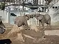 Afrikanische Elefanten