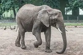 Afrikanischer Elefant