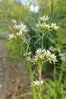 Schnee-Simse (Luzula nivea)
