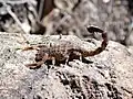 Lychas marmoreus