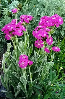 Jupiternelke (Lychnis flos-jovis)