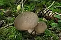 Brauner StäublingLycoperdon umbrinum