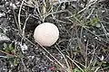 Zwergweiden-StäublingLycoperdon frigidum