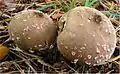 Flocken-StäublingLycoperdon mammiforme