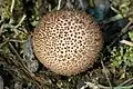 Stinkender StäublingLycoperdon nigrescens