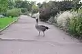 Eine Graugans spaziert über einen Parkweg