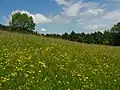 Eine Mähwiese im Naturschutzgebiet Haarberg-Wasserberg&nbsp;