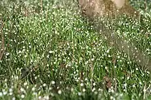 Der Wald