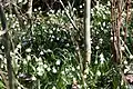 Der Wald