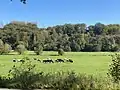 grasende Kuhherde im Mühlenbachtal