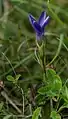 Gewöhnlicher Fransenenzian (Gentianopsis ciliata)