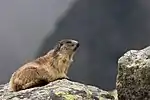 Polarfuchs