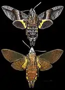 Macroglossum augarra