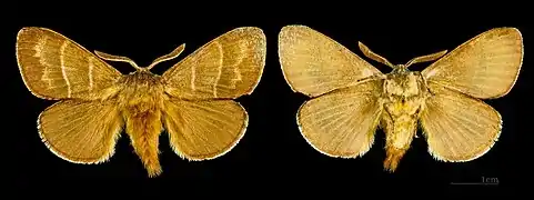 ♂