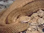 Kykladenviper