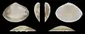 Mactra stultorum var. cinereaRechte Klappe