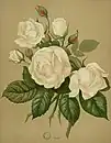 'Mélanie Willermoz', 1845